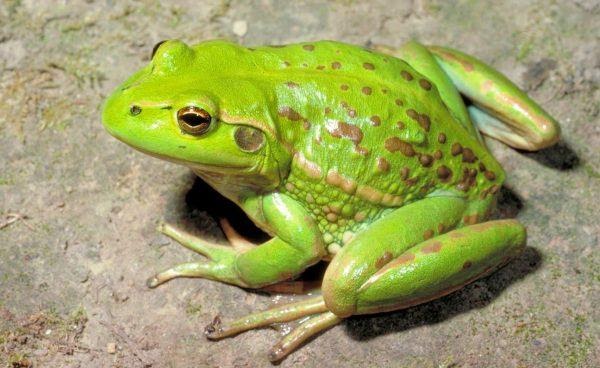 Nằm mơ thấy ếch là số mấy ? Là điềm báo gì ? Tốt hay xấu ? – EBEST