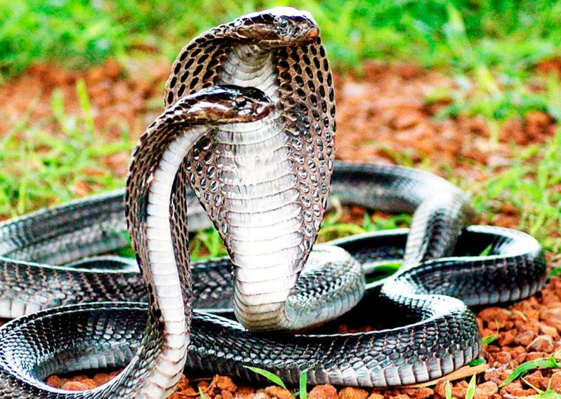 Nằm mơ thấy rắn đánh con gì ? Tốt hay xấu ? Là Điềm báo gì ?