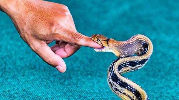 Nằm mơ thấy rắn cắn đánh con gì ? là điềm báo tốt hay xấu ? – EBEST